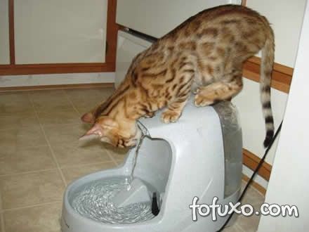 Água para o gato