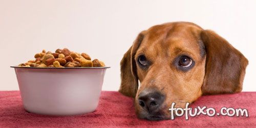 O que fazer quando o cachorro para de comer ração?