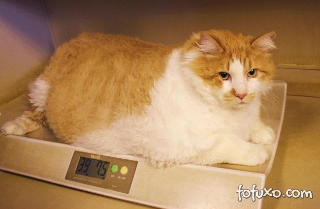 Saiba mais sobre a obesidade felina