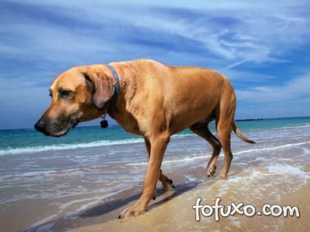 Levar ou não levar o seu cão para praia?