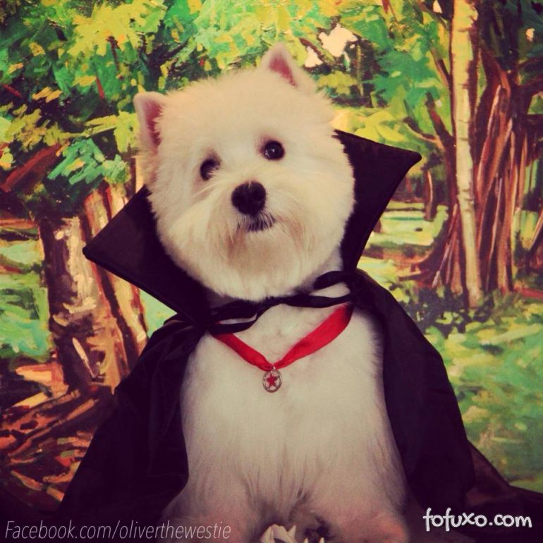 West highland white Terrier vira sucesso nas redes sociais