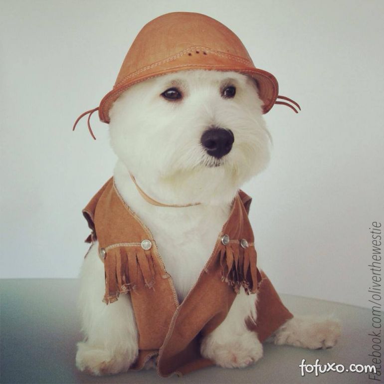 West highland white Terrier vira sucesso nas redes sociais