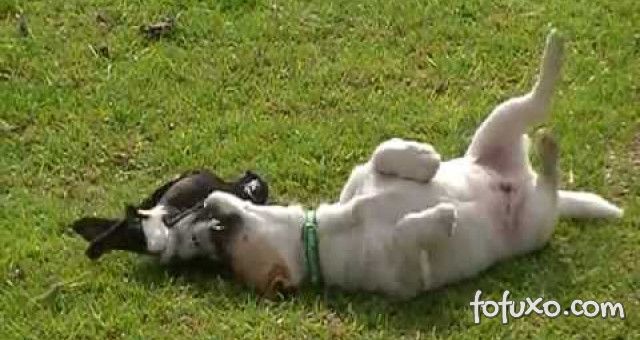 Por que os cães gostam de se esfregar no chão ou na grama?