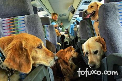 Saiba como viajar de ônibus com o seu cachorro