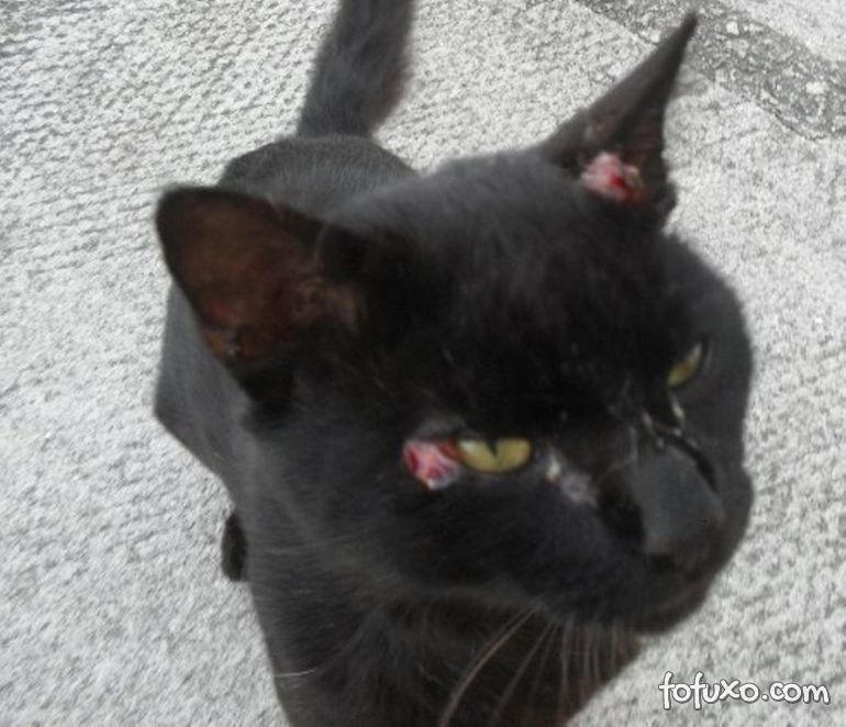gato com lesão nodular em face