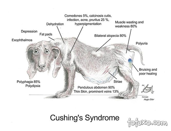 sinais e sintomas hiperadrenocorticismo cães