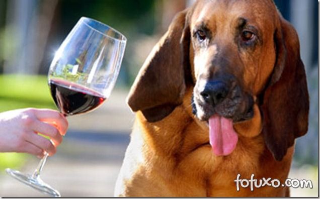 Empresa lança vinho especial para cães