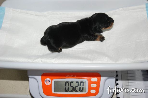 Conheça Mini Winnie – o cão clonado