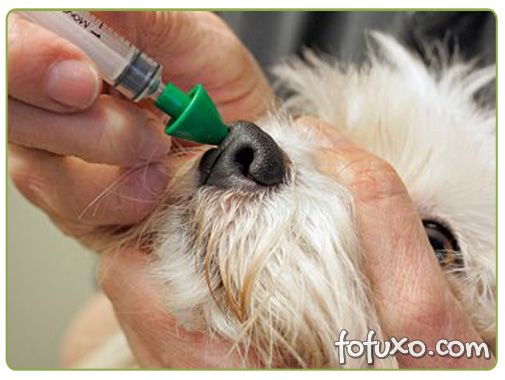 Vacina para tosse dos canis