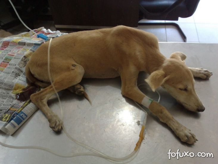 Cão com parvovirose em tratamento