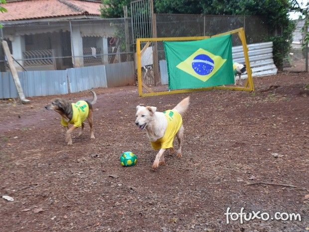 Cães de ONG jogam futebol para serem adotados