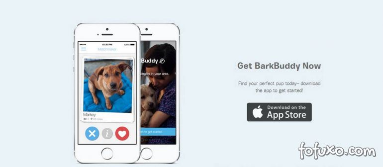 Aplicativo ajuda a encontrar donos para cães abandonados