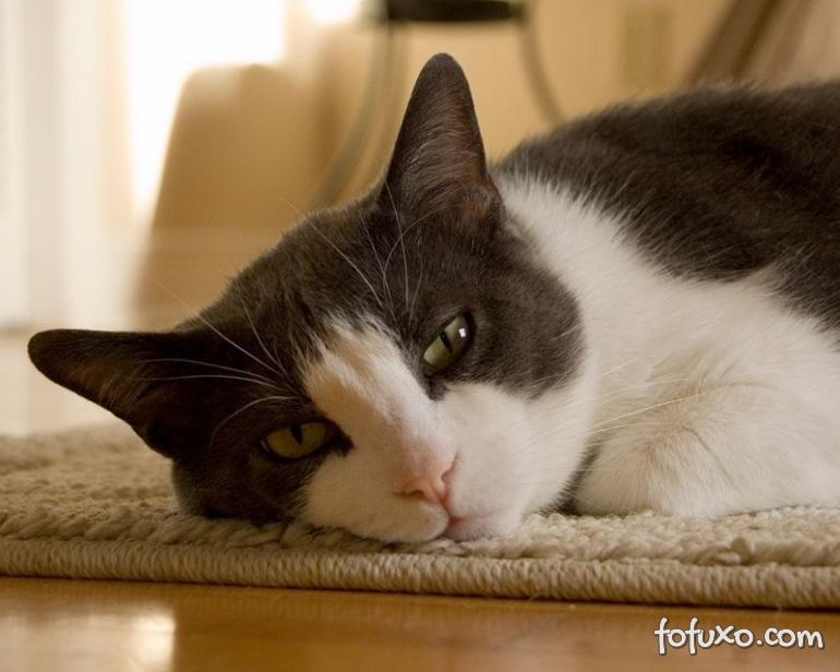 Diarreia em gatos – Entenda o que pode estar por trás