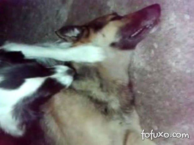 Vídeo flagra desespero de cão ao ver outro morto 