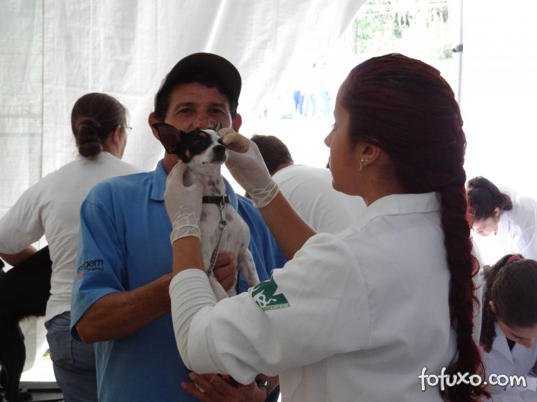 Prefeitura de Curitiba promove grande campanha de cadastro e castração e cães