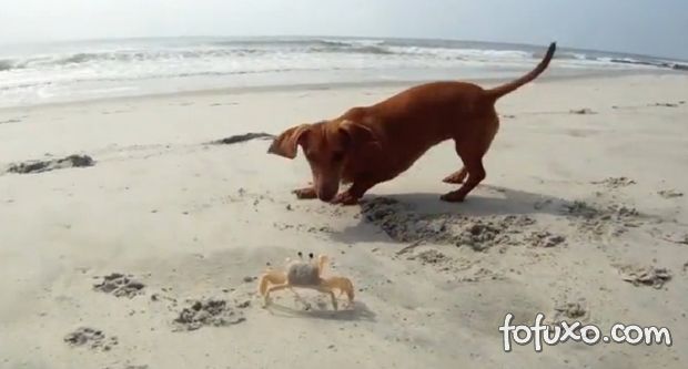 Vídeo: Quando o cão encontra o caranguejo