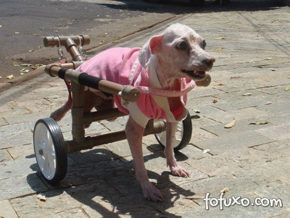Casal de Minas Gerais cria modelo diferente de cadeira de rodas para cães