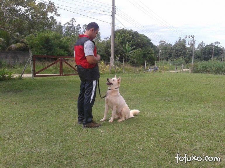 Cães vão ajudar na reabilitação de presos na Argentina