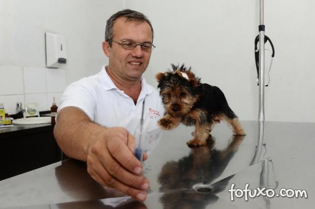 Campo Grande (MS) sanciona lei dos microchips para pets