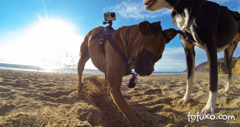 Empresa lança acessório para fixar câmeras em cães