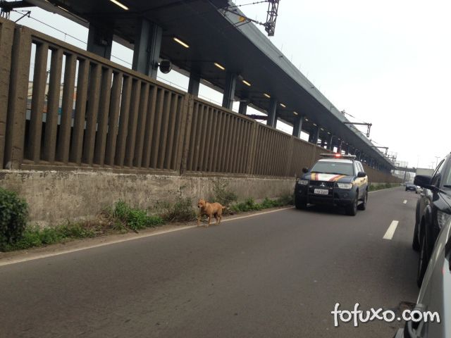 Cachorro ganha “escolta” em rodovia no Rio Grande do Sul