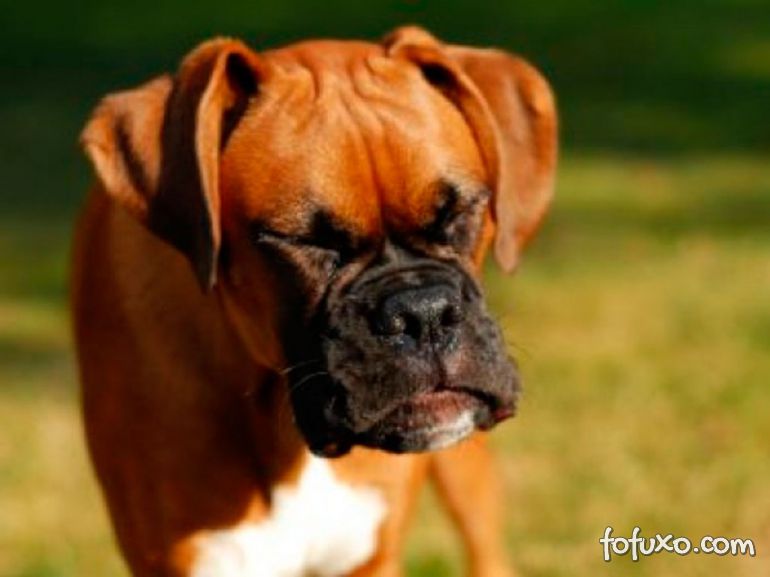 Entenda o que é o chamado Espirro Reverso em cães