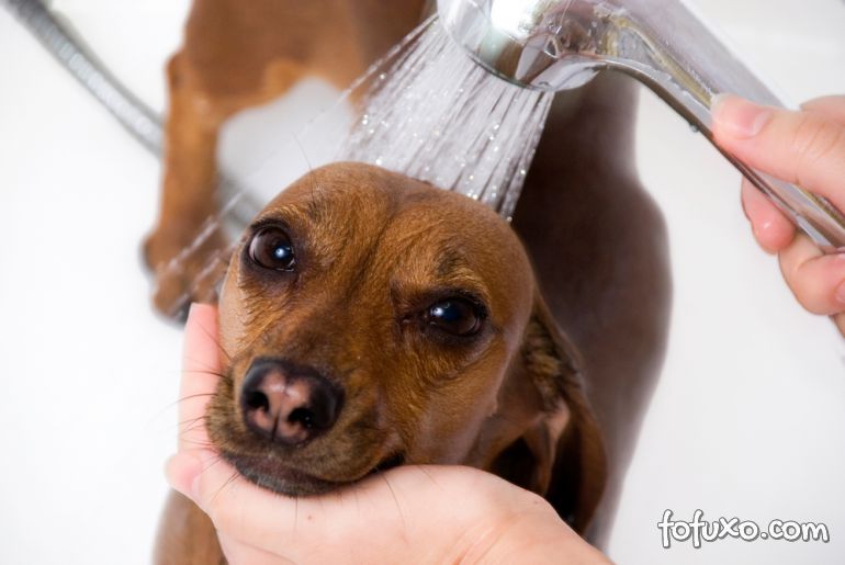 Confira os prós e contras do banho seco para cães