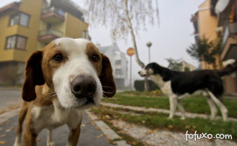Bósnia cria projeto para recolher os cães de rua