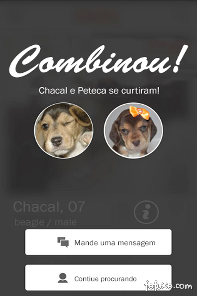 Conheça mais um aplicativo que pretende ser o “Tinder” para cachorros no Brasil