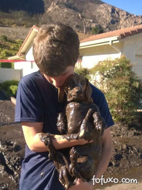 Cachorro sobrevive e é resgatado de desabamento