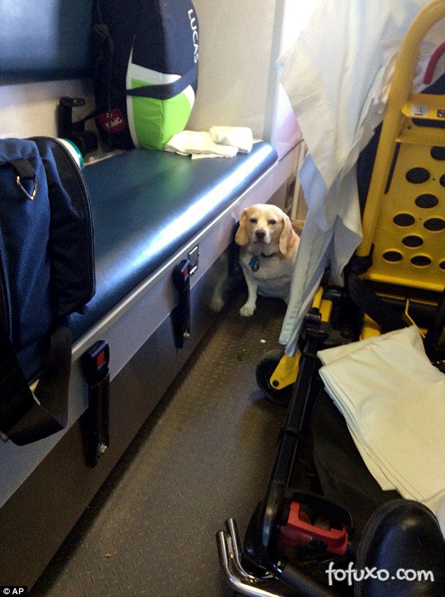 Cachorro insiste e consegue acompanhar dono dentro de ambulância