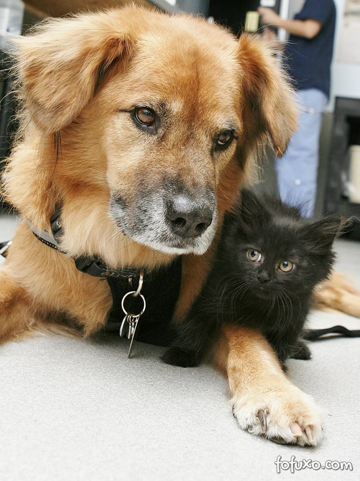 Cachorro que sobreviveu ao Katrina toma conta de gatos