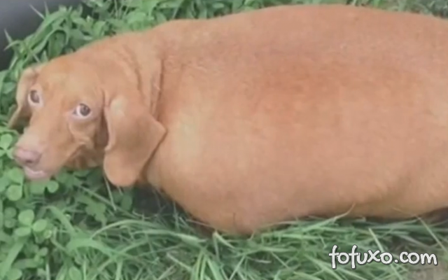 Cão obeso perde 20 kg em um único ano