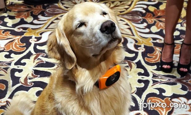 Motorola lança coleira inteligente para cães