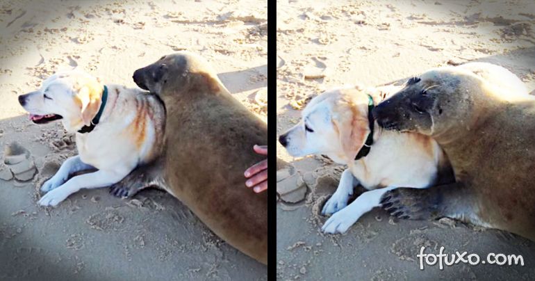Vídeo flagra foca abraçando cão 