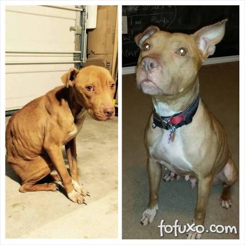 Confira imagens do antes e depois dos cães tirados das ruas - Foto 2
