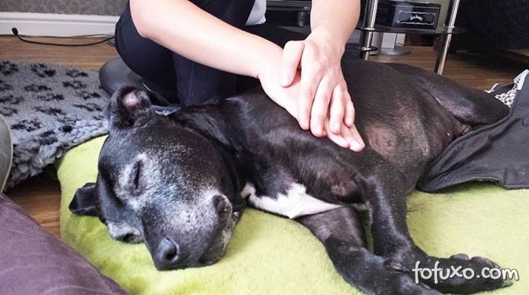 Cresce serviços que oferecem massagens caninas nos Estados Unidos