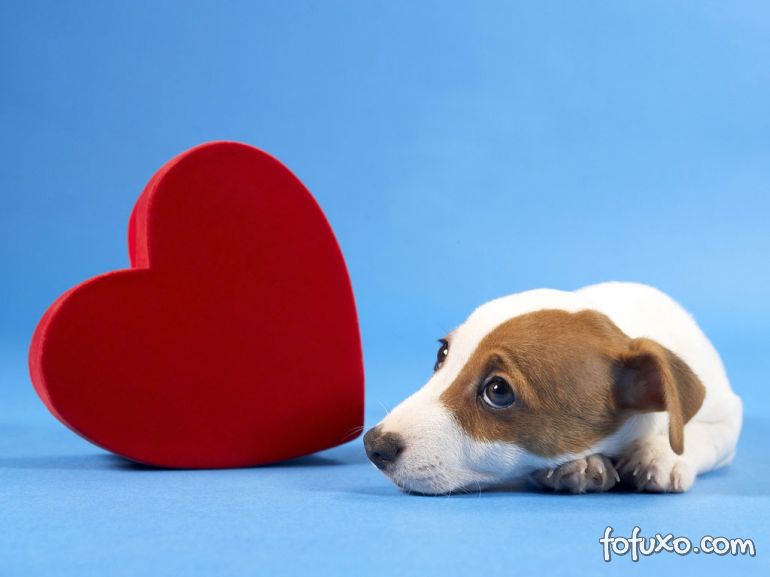 Harvard afirma que cães fazem bem ao coração