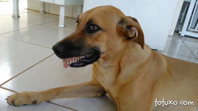 Conheça a cachorra que ficou famosa pelo seu “sorriso”