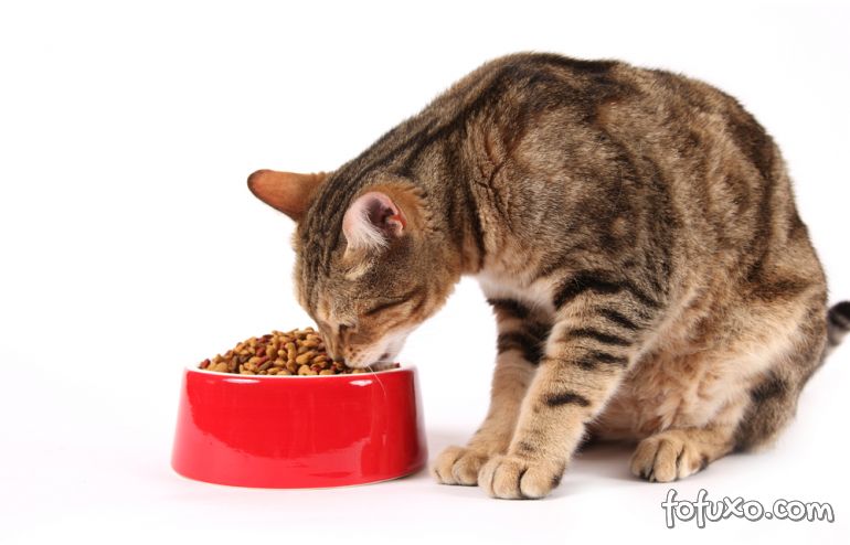 Dicas para manter a alimentação do seu gato em dia