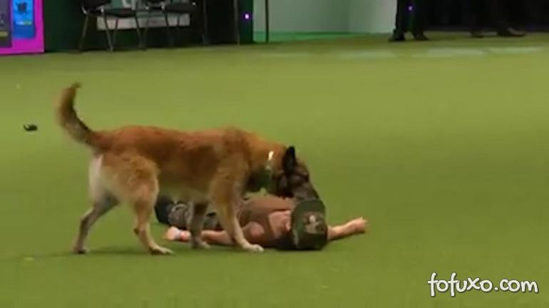 Cachorro aprende a fazer massagem cardíaca