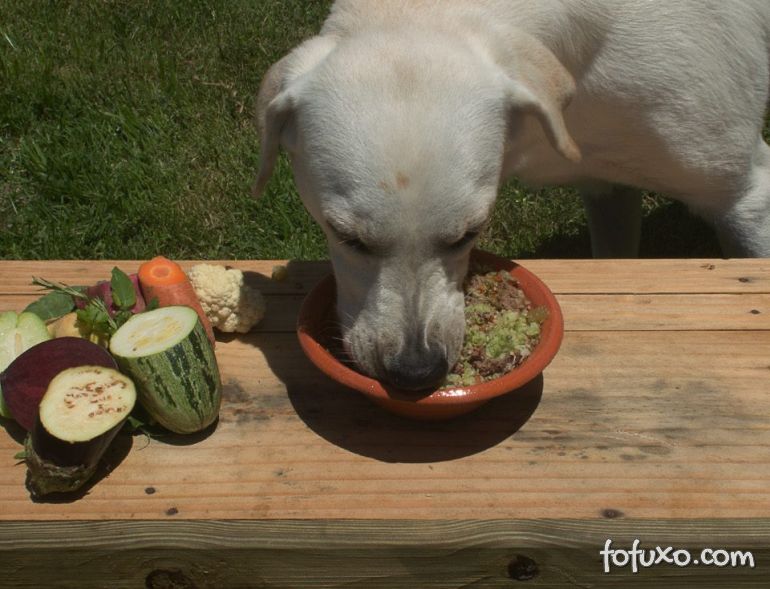 Confira os melhores vegetais para inserir na comida dos cachorros