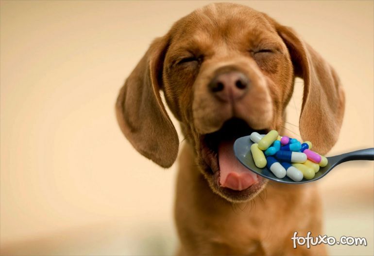 Confira remédios proibidos para os seus cães