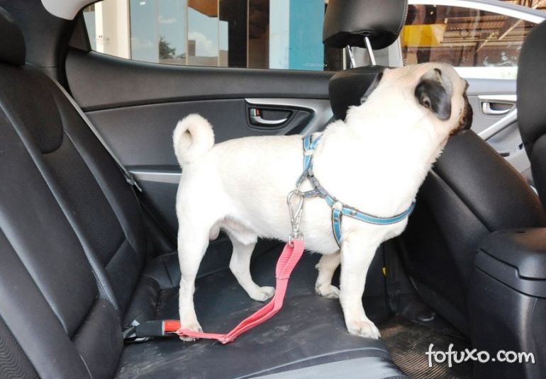 Saiba os perigos de deixar o cachorro trancado dentro do carro