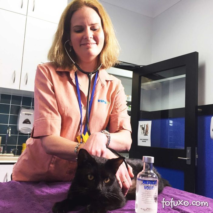 Veterinária utiliza vodca para salvar a vida de gato