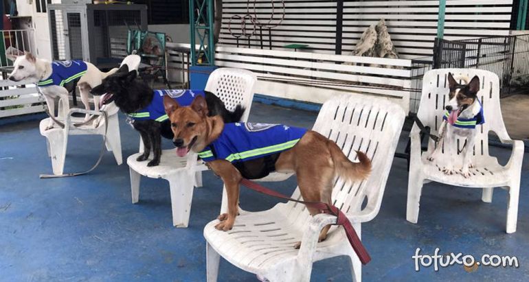 Projeto que transformar cães de rua em guardiões