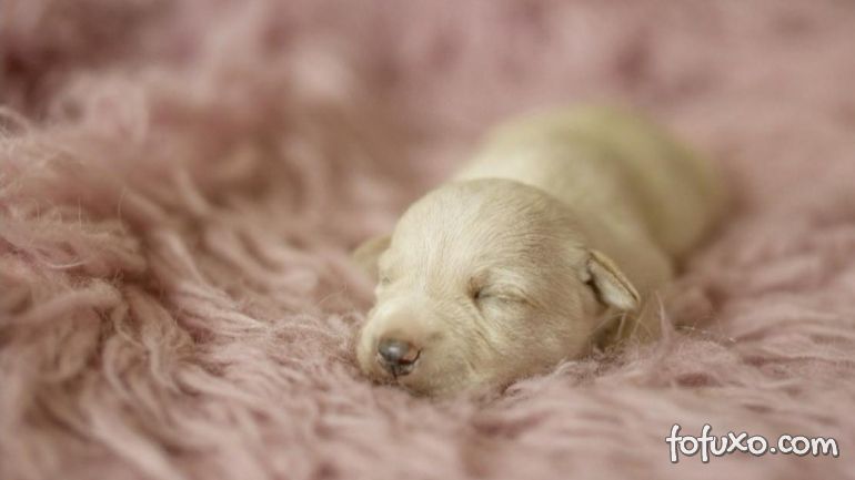 Fotógrafa faz ensaio newborn com cães e gatos