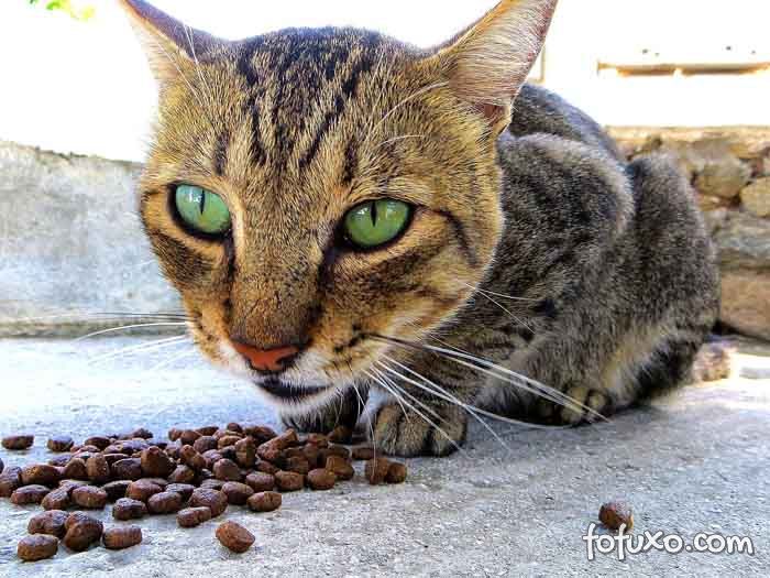 Gatos podem ter intolerância alimentar?