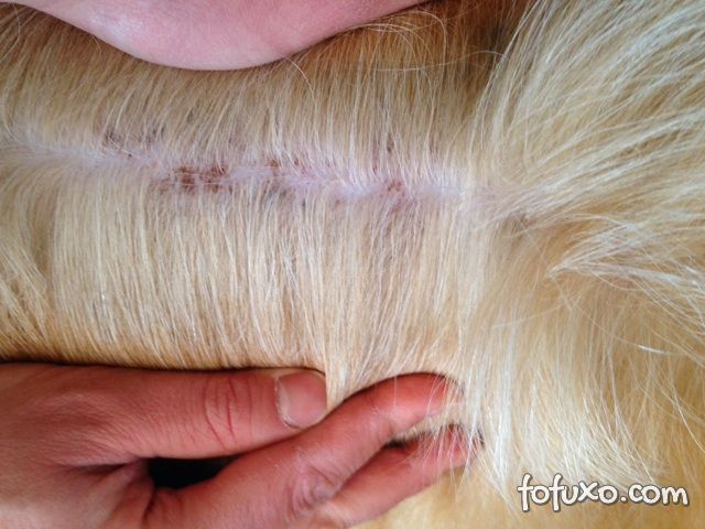 Como tratar edemas de pele em cachorros?