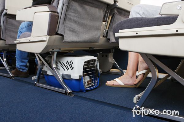 Como viajar com o cachorro na cabine do avião
